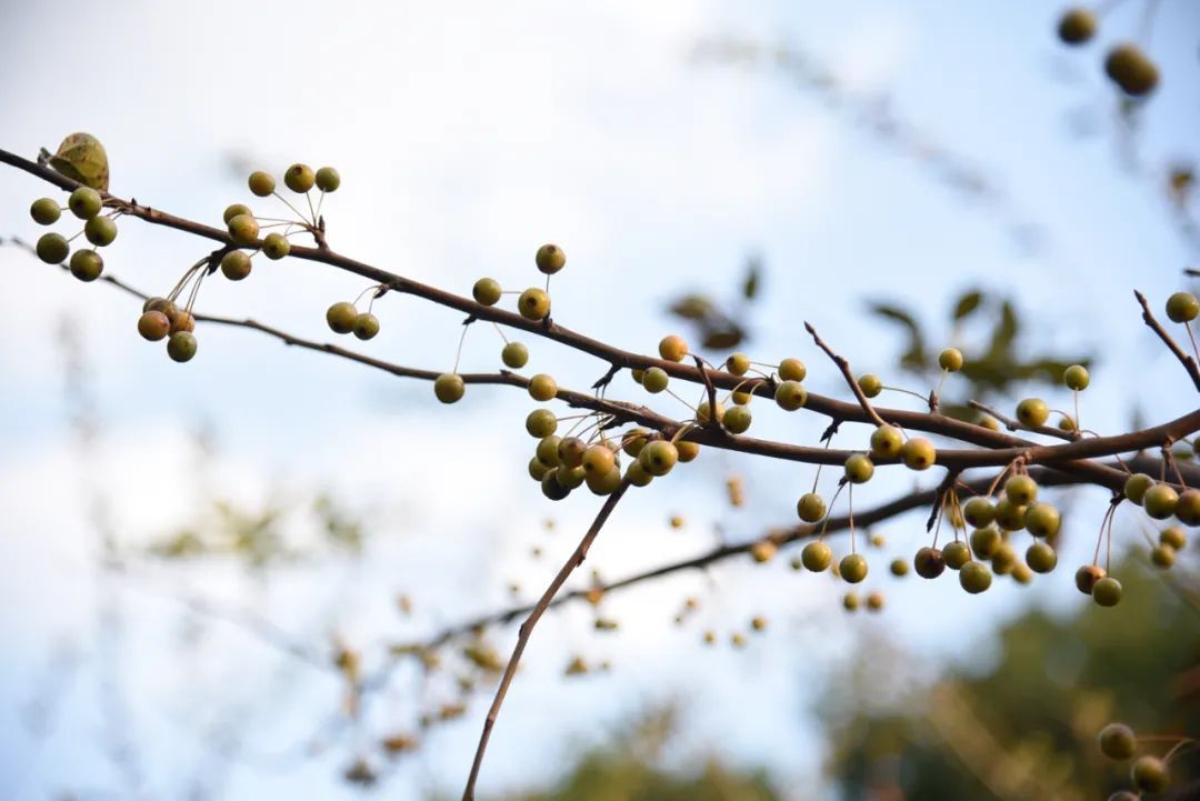 托普学院苏州,苏州托普信息职业技术学院怎么样
