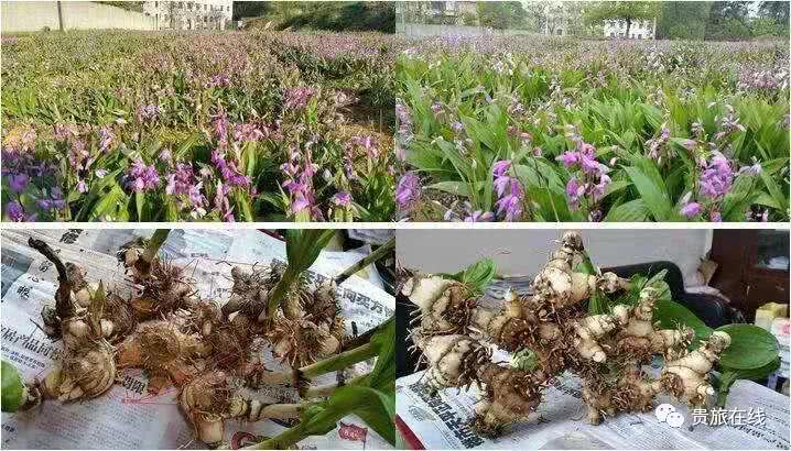 吴博士:让我们认识认知认同白及