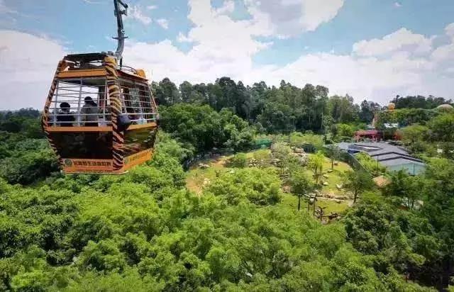 一日长隆野生动物园旅游攻略,暑假去长隆野生动物园自由行攻略
