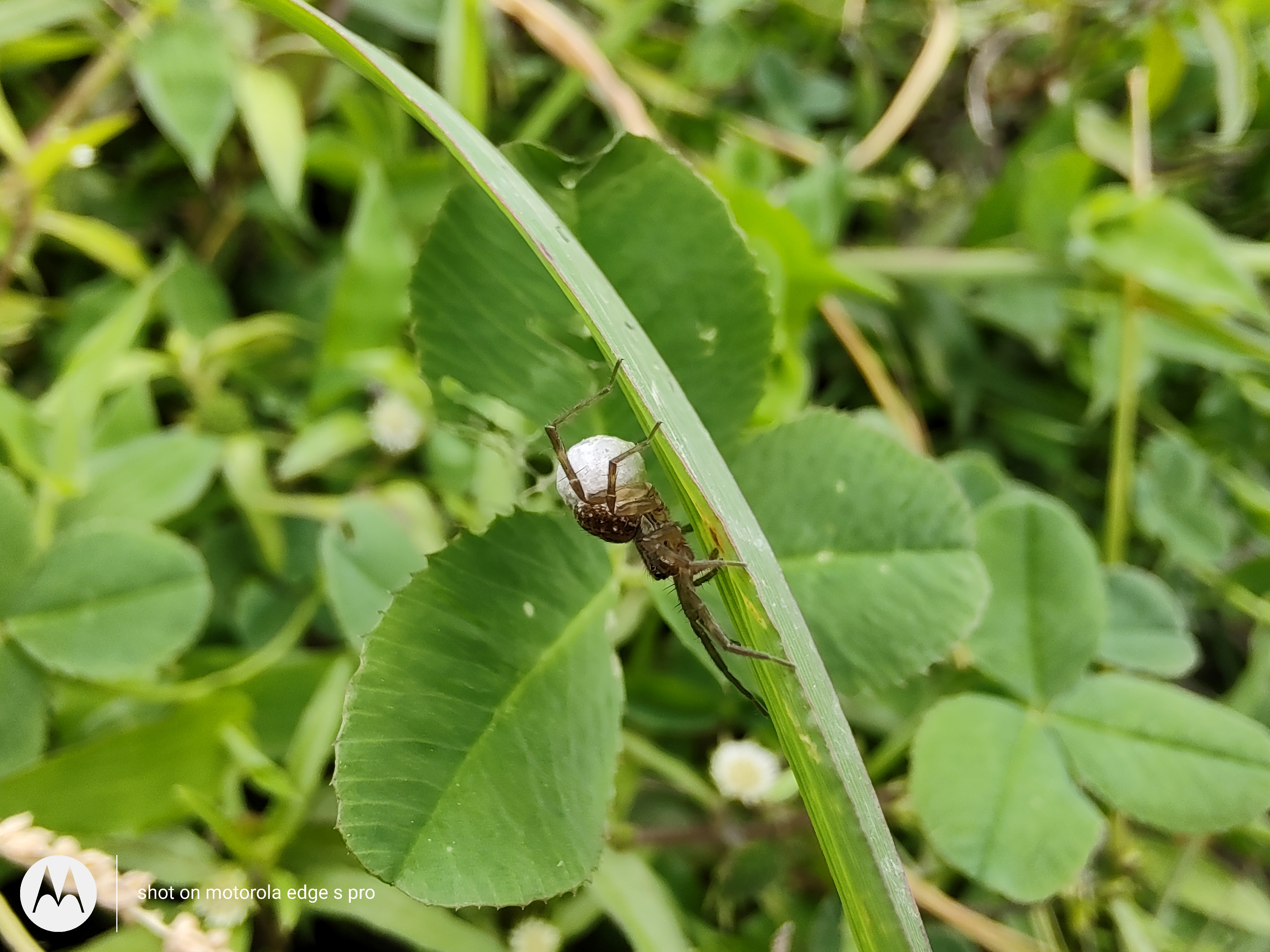 摩托罗拉edgespro混合变焦,摩托罗拉手机edgespro50倍变焦