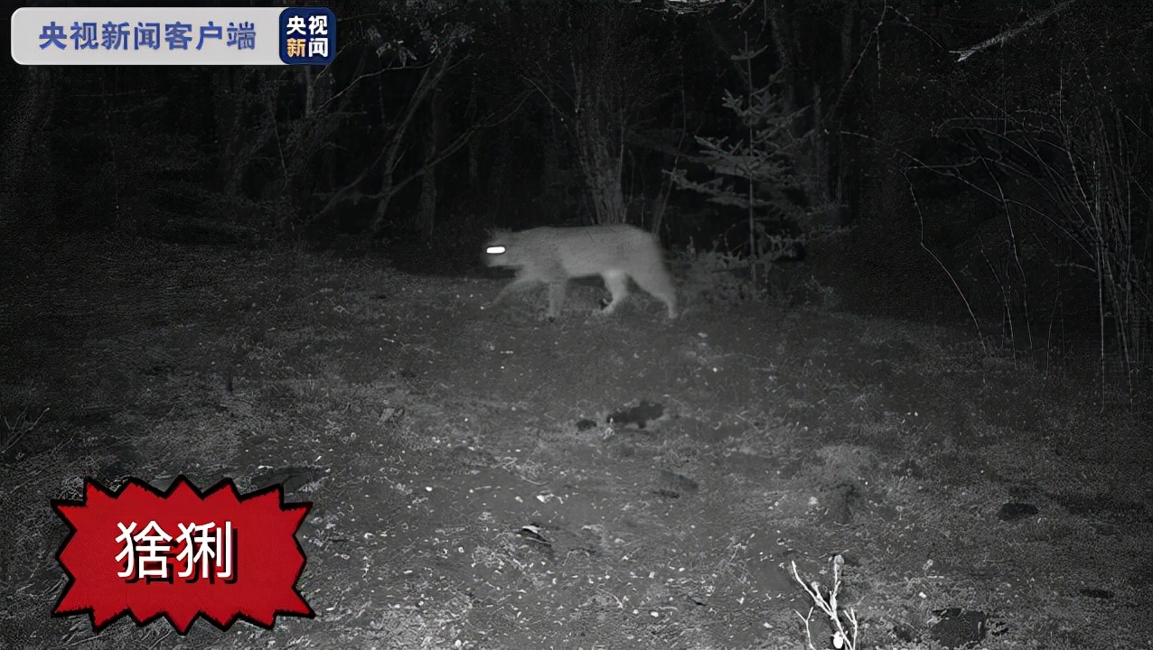 猞猁首次现身云南狼群将遭到威胁,猞猁凶残到什么程度的
