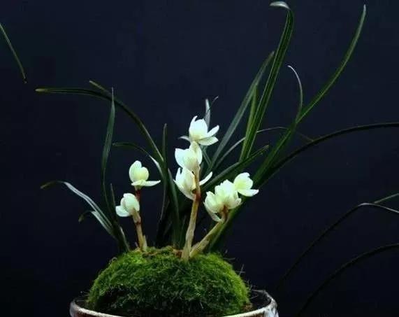 十大天价植物种子,十大顶级名贵植物