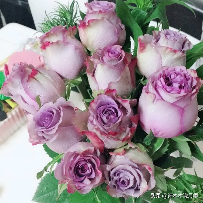 月季有盲枝是什么原因,春天月季全部都是盲芽是什么原因