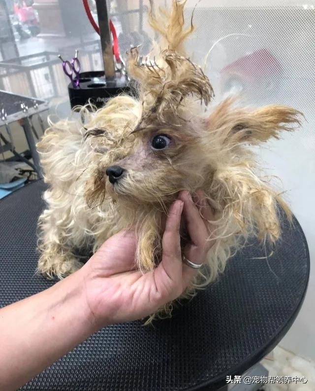 约克夏邋遢吗,约克夏脏兮兮