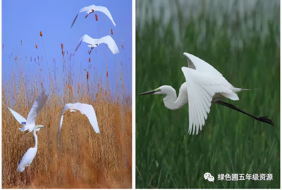 五年级部编版语文白鹭讲课视频,部编小学语文五年级上册白鹭课件