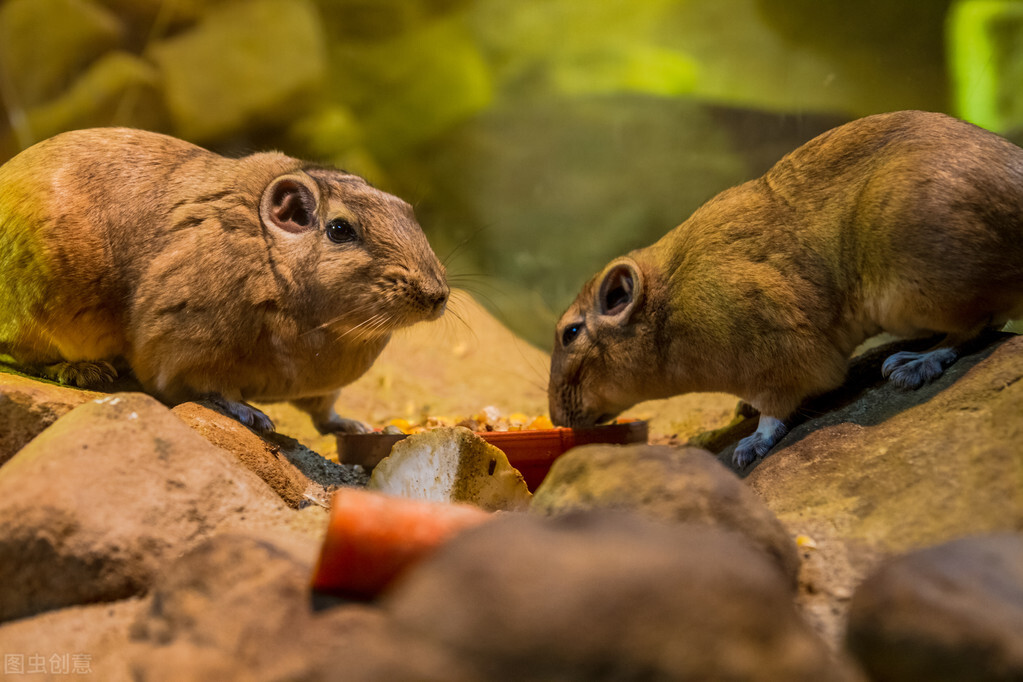 仓鼠会吃宝宝吗,仓鼠会吃掉仓鼠吗