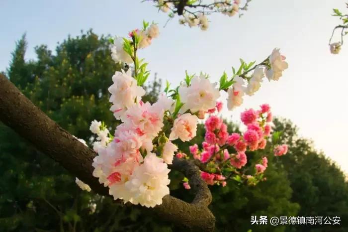 春晓唐诗中写了春天哪些景物,唐诗中关于春天的经典诗句