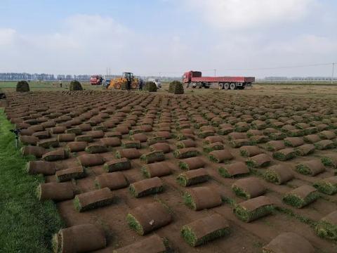 寿北大草原,我们来啦!---探访飞燕草坪寿光双王城基地