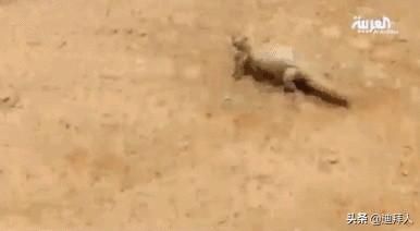 沙特的十大美食,重口不辣的美食