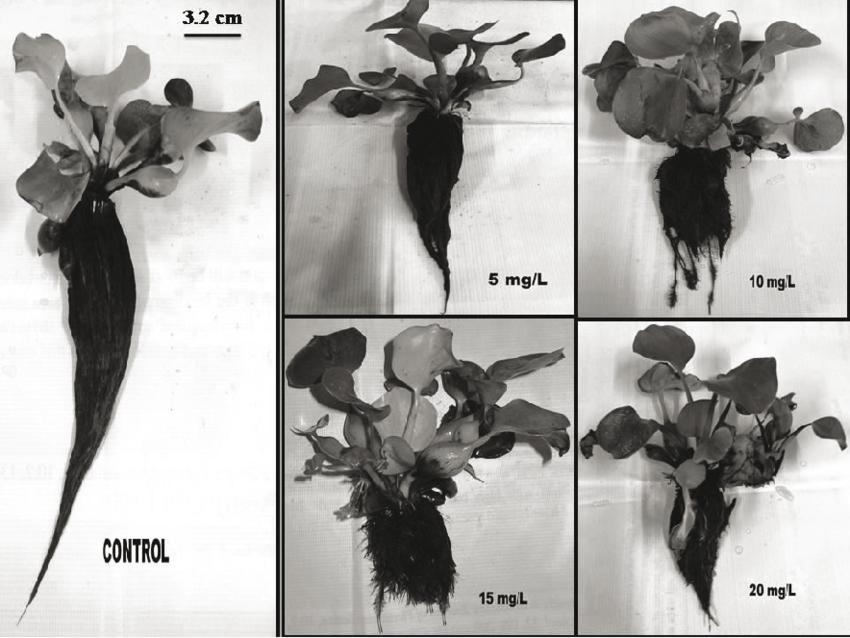 原本在我国泛滥成灾的水葫芦,曾经泛滥的水葫芦现在怎么样