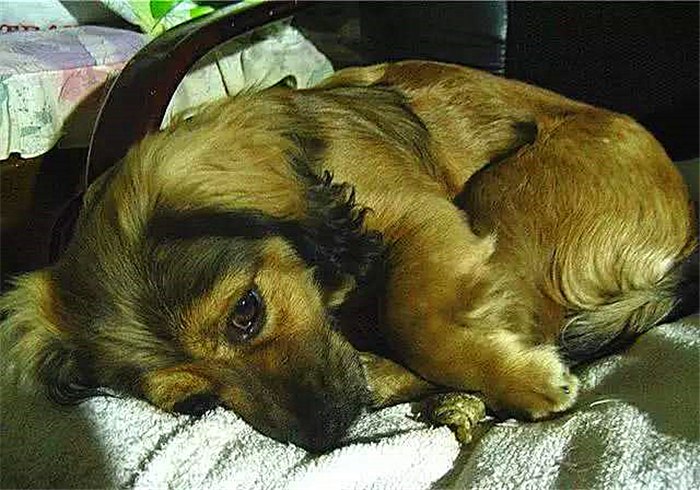 狗狗感染布鲁氏杆菌有啥症状,狗狗如何知道有布鲁氏杆菌