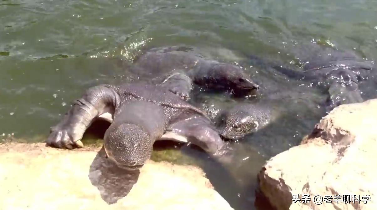 长出白斑！恒河鳖被宠到自然老死而泛滥，中国吃货能解决吗？