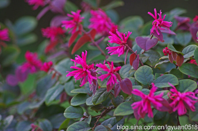 中药材石楠叶,中药材铁树叶