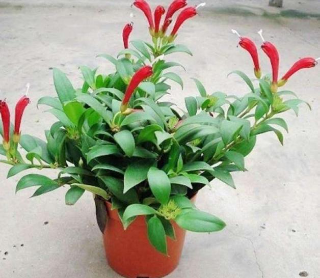 吊兰的养护方法和技巧,白玉金心吊兰和卷叶吊兰的区别