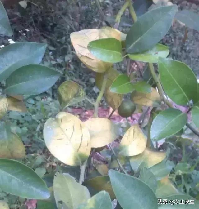 柑橘春季掉叶子怎么补救,柑橘树全掉叶子是什么原因
