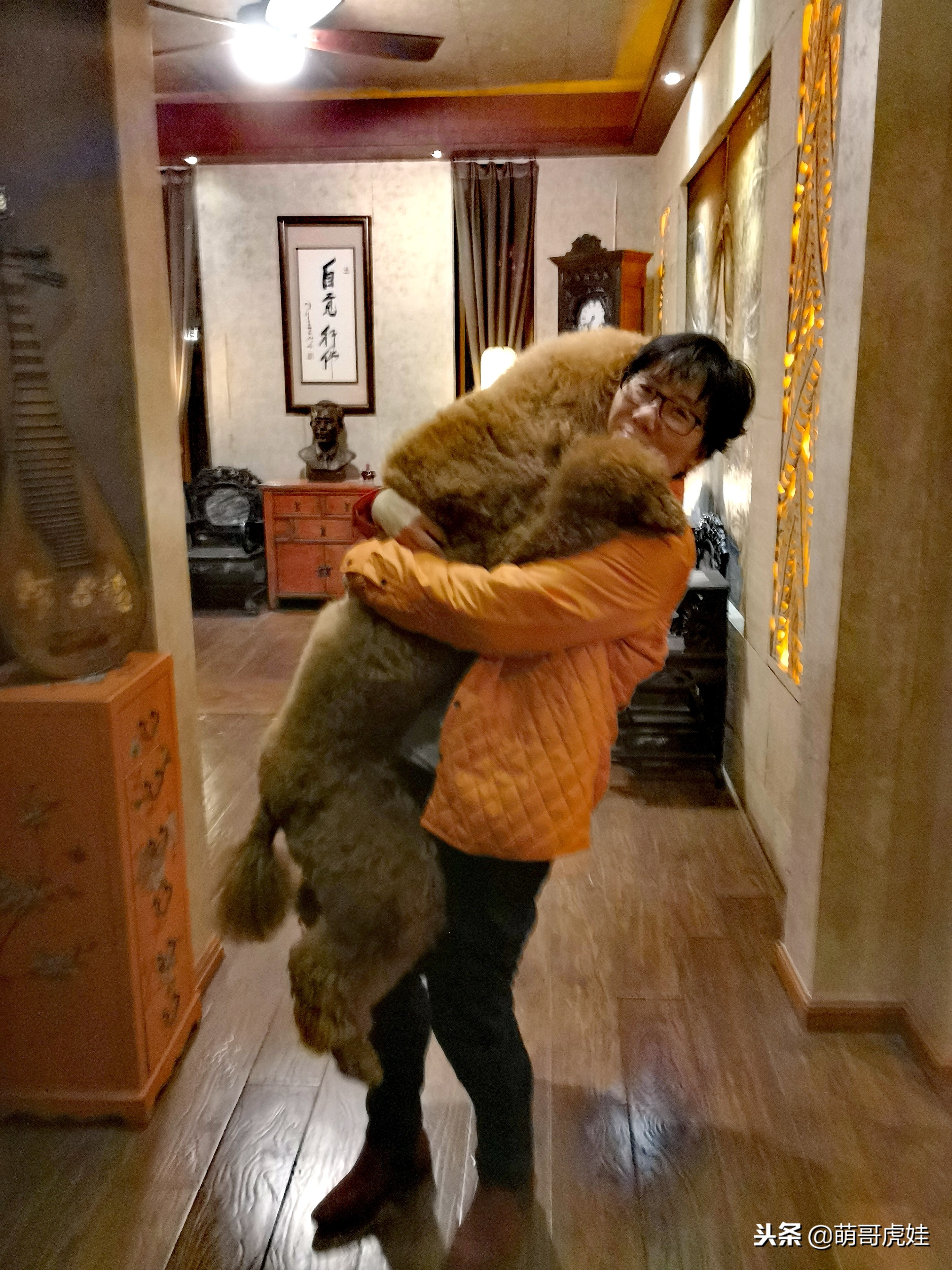 巨型狗狗超级可爱贵宾犬,巨型贵宾犬遇见其他狗狗