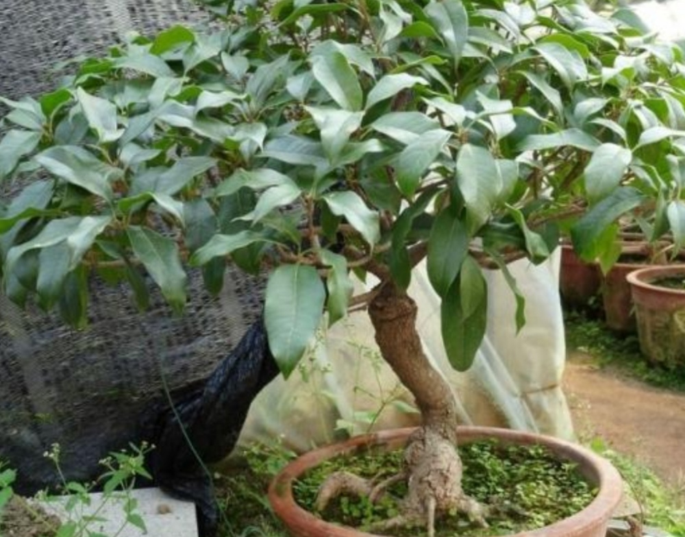 养桂花为什么不能用营养土,养桂花散射光照可以吗