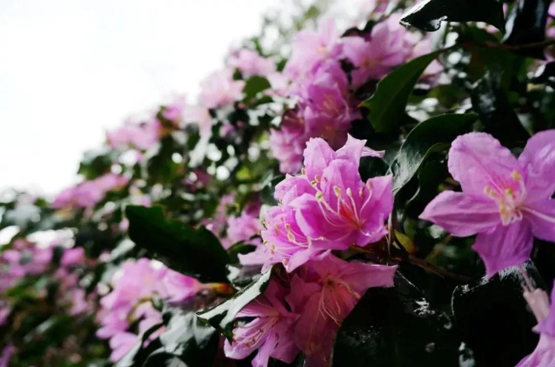 大明山风景区怎么玩划算,大明山五一游玩