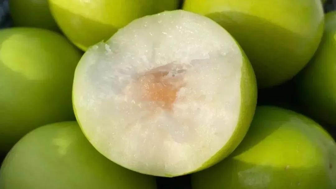 台湾牛奶枣最新品种,台湾特大牛奶枣