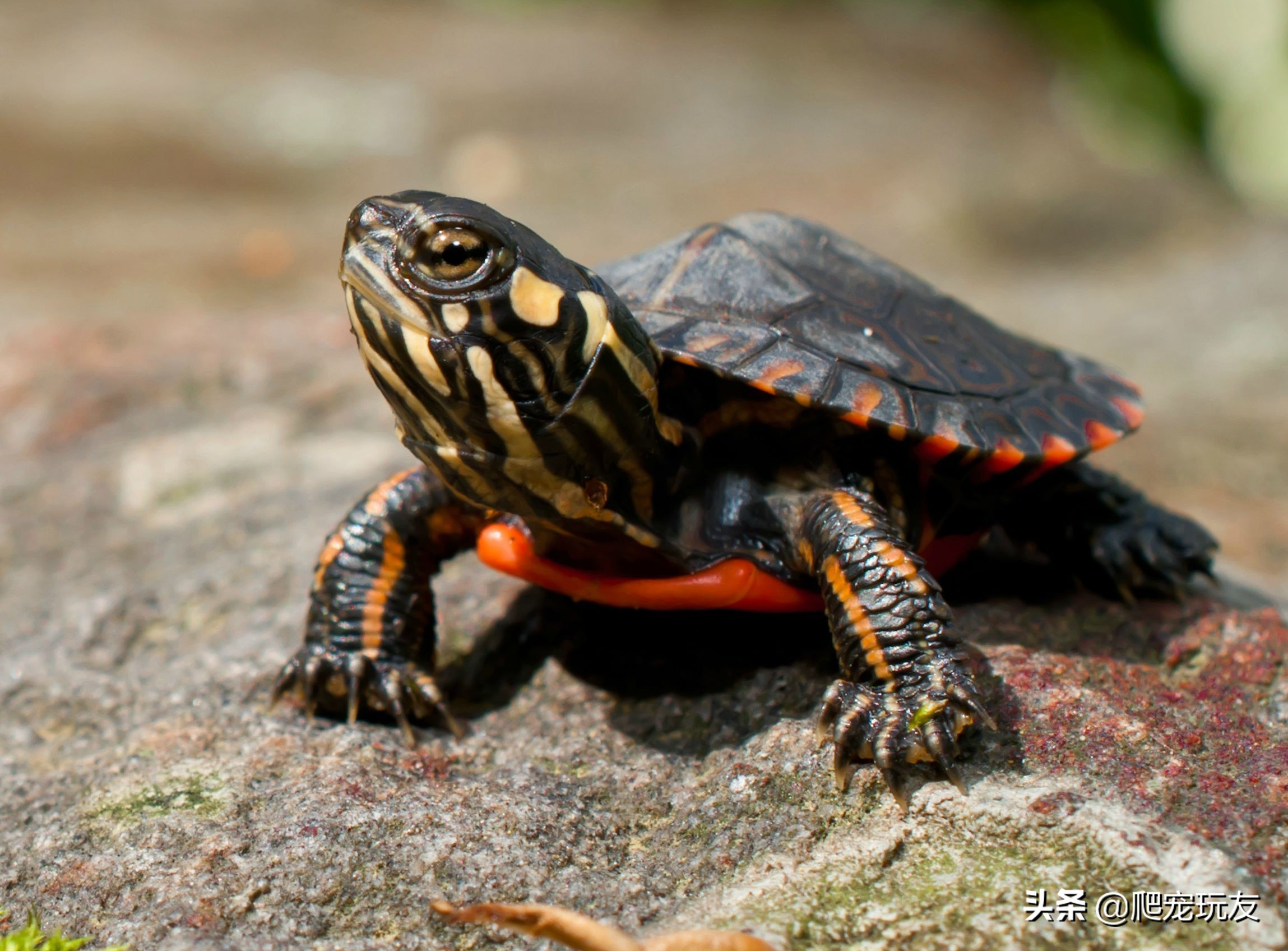 龟怎么补钙,龟缺钙要怎么补