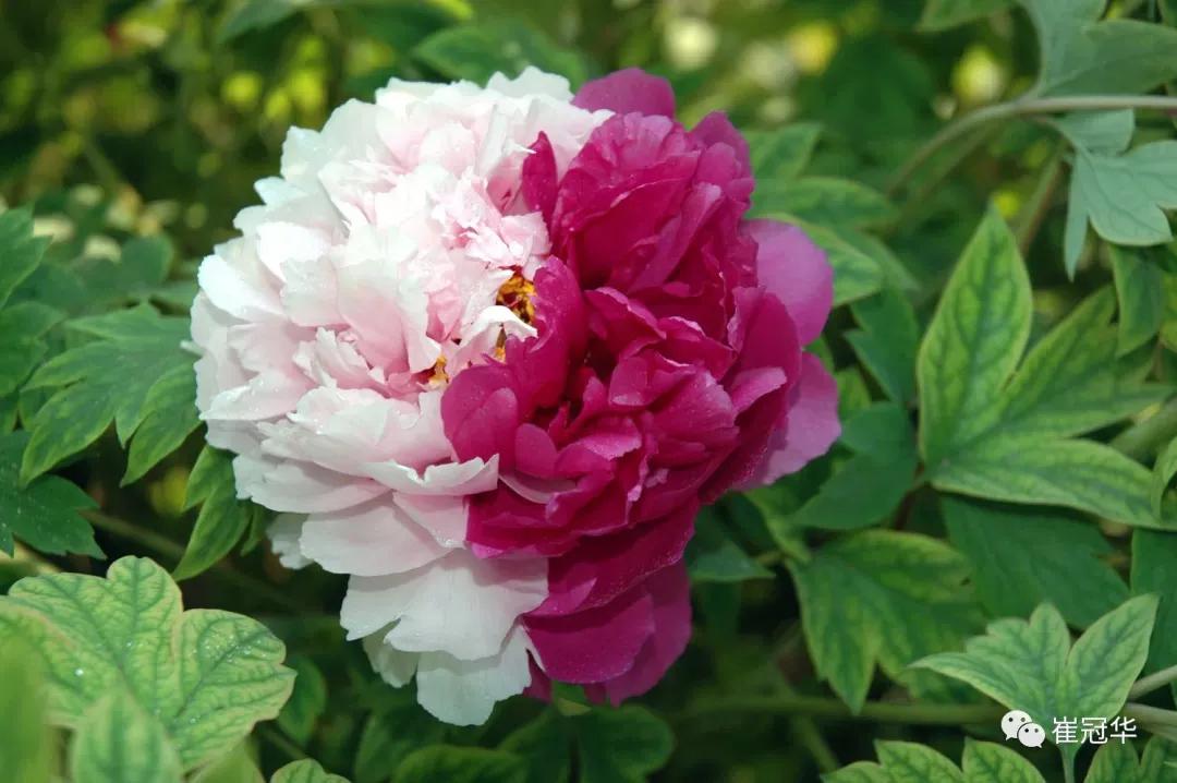 欧阳修袁枚,韩愈袁枚和欧阳修