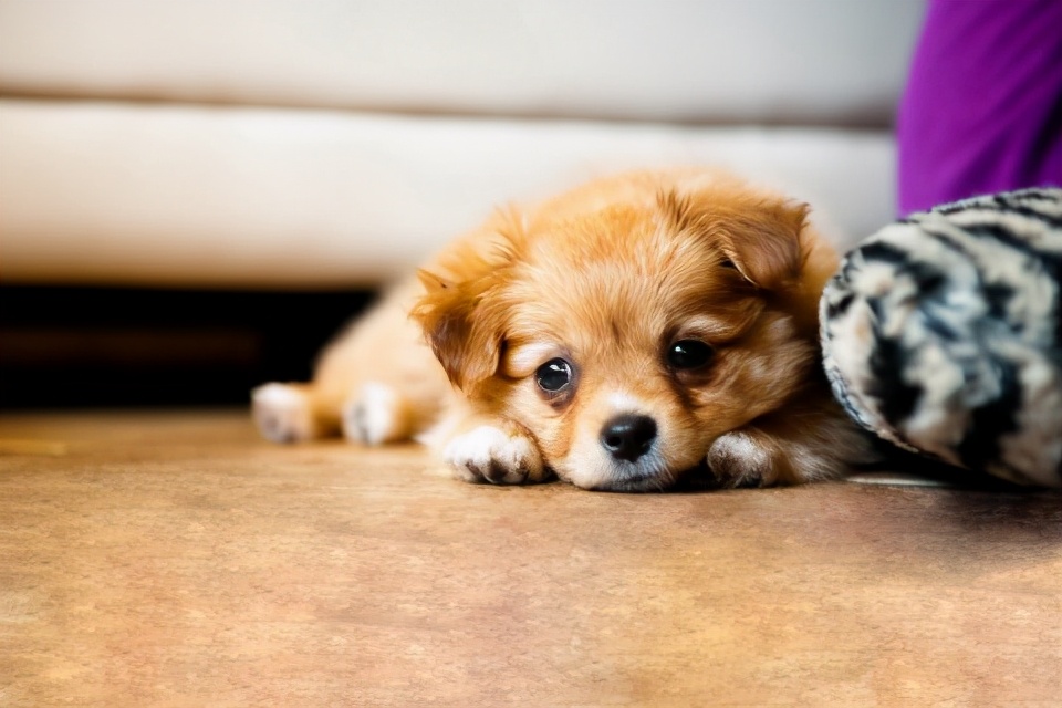 如果你家狗经常“呜呜叫”,一旦发现,就要注意了