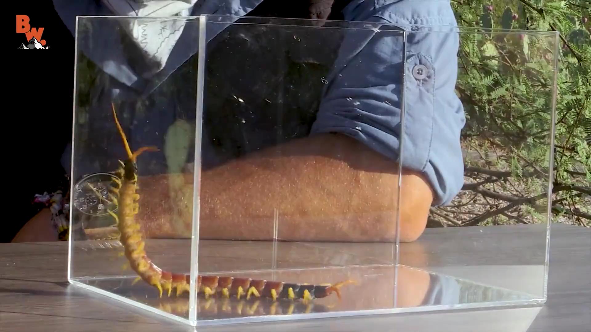 蜈蚣为什么不属于昆虫系列,蜈蚣为什么不是昆虫