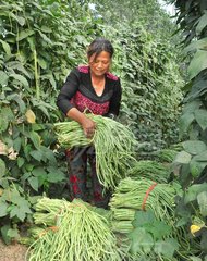 老农脱贫致富,60岁的农民还能挣钱吗