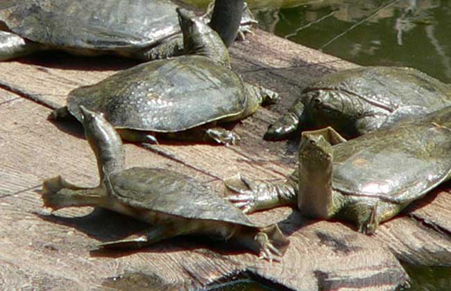 甲鱼养殖技术与养殖条件,甲鱼的养殖条件及饲养管理办法