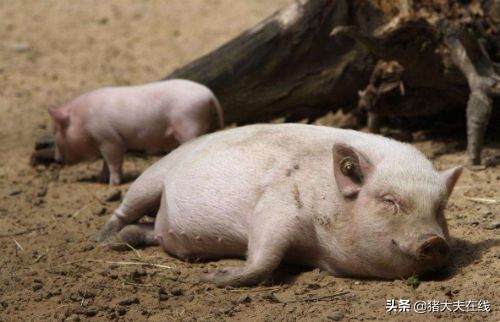 简单易学猪胀气急救办法，真能救猪命！