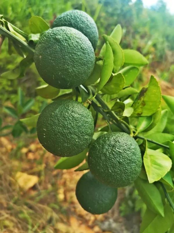 本草纲目里面有哪些药草,本草纲目里面的植物有什么