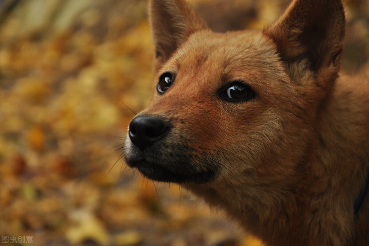 中华田园犬才是本地犬，具有宠物犬不具备的优点，凭啥叫我土狗？