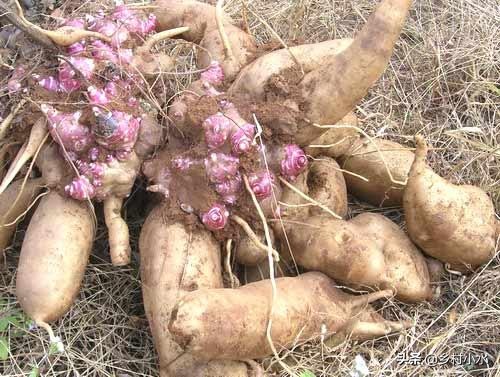 雪莲果种植技术和专用肥料,香甜水果种植技术