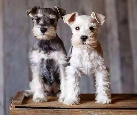 小北京犬宠物狗品种图片大全,常见宠物狗的品种大全及图片