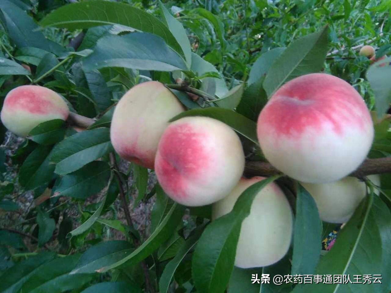 植物生长调节剂24d的使用说明书,植物生长调节剂的正确用法