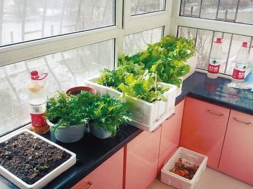 橘子皮养花施什么肥好用,橘子皮肥料适合种菜吗