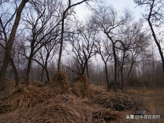 为什么土鳖那么贵,土鳖为什么那么贵