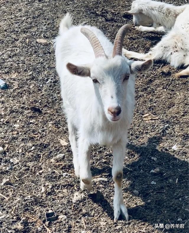 关于羊你了解多少,关于羊奶的知识