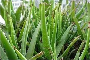 北方农业种植致富项目,农业种植致富项目有什么