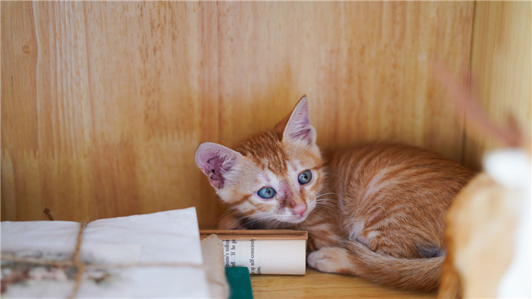 家里有人不喜欢猫咪怎么办 (8种方法让猫咪亲近你)