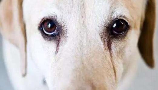 狗狗泪痕是怎么造成的,狗狗泪痕主人打理