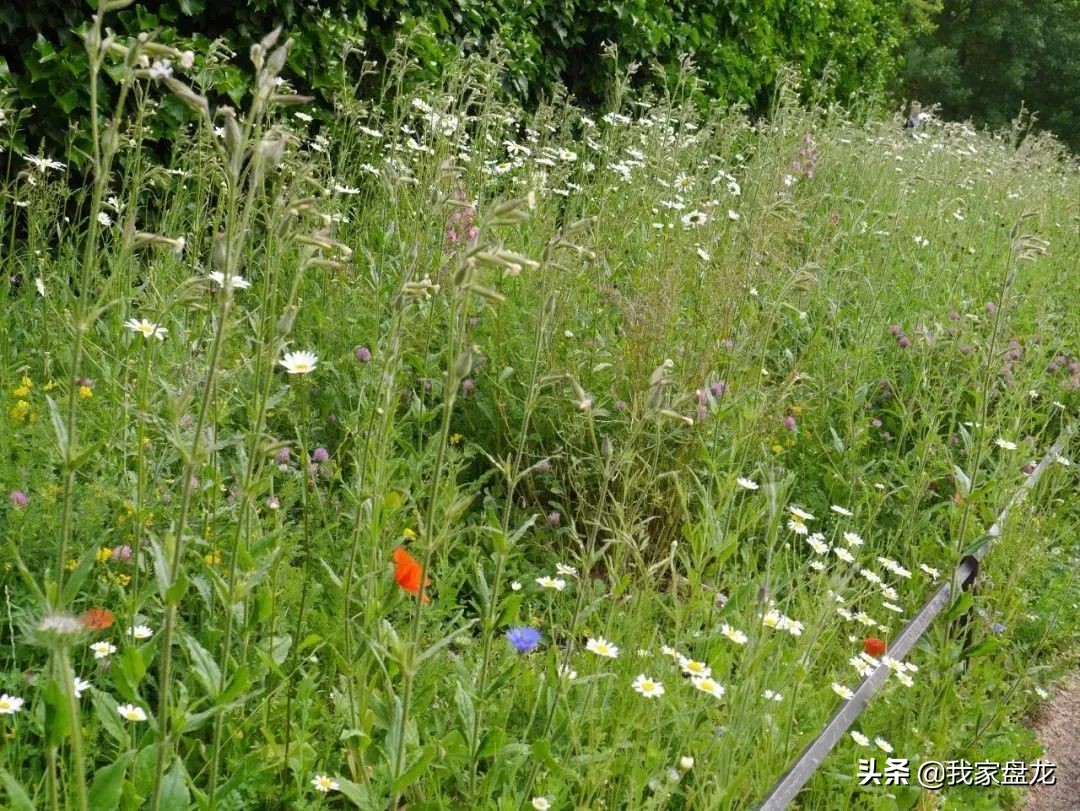这种乱七八糟滴栽花方式,到底是不是园丁出了问题?