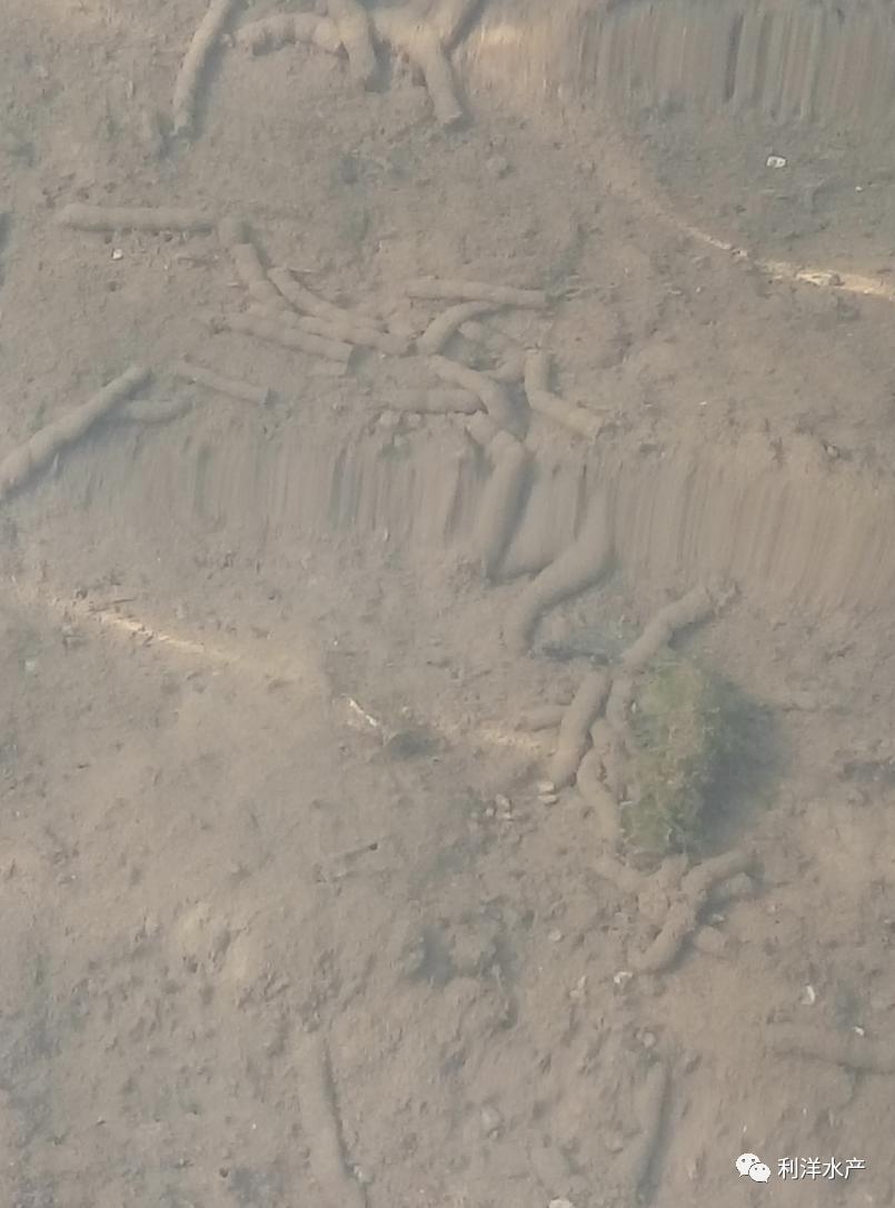 海参吃啥长大的,海参够吃吗