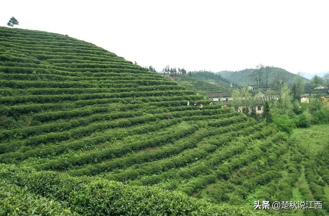 吉安到井冈山茨坪,吉安井冈山一日游