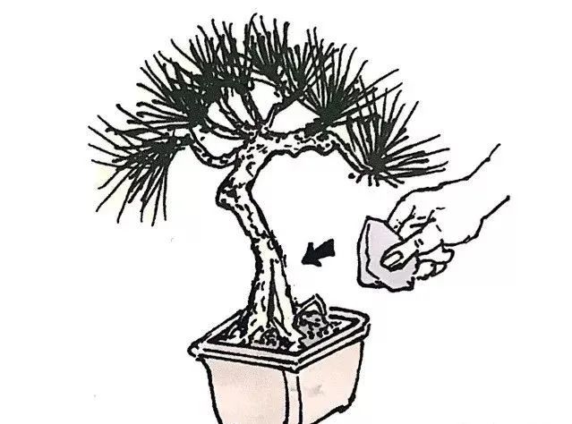 盆景如何养成粗细变化明显,盆景怎么不让树长高