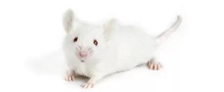 老鼠实验看人类命运,预测人类命运的老鼠实验