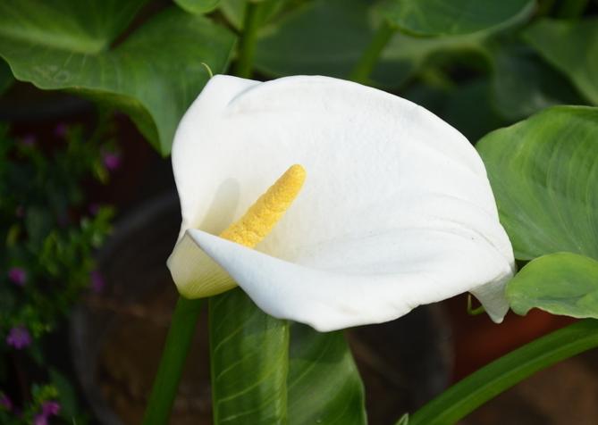 彩色马蹄莲怎么养才开花快,马蹄莲开花期间养护注意什么问题