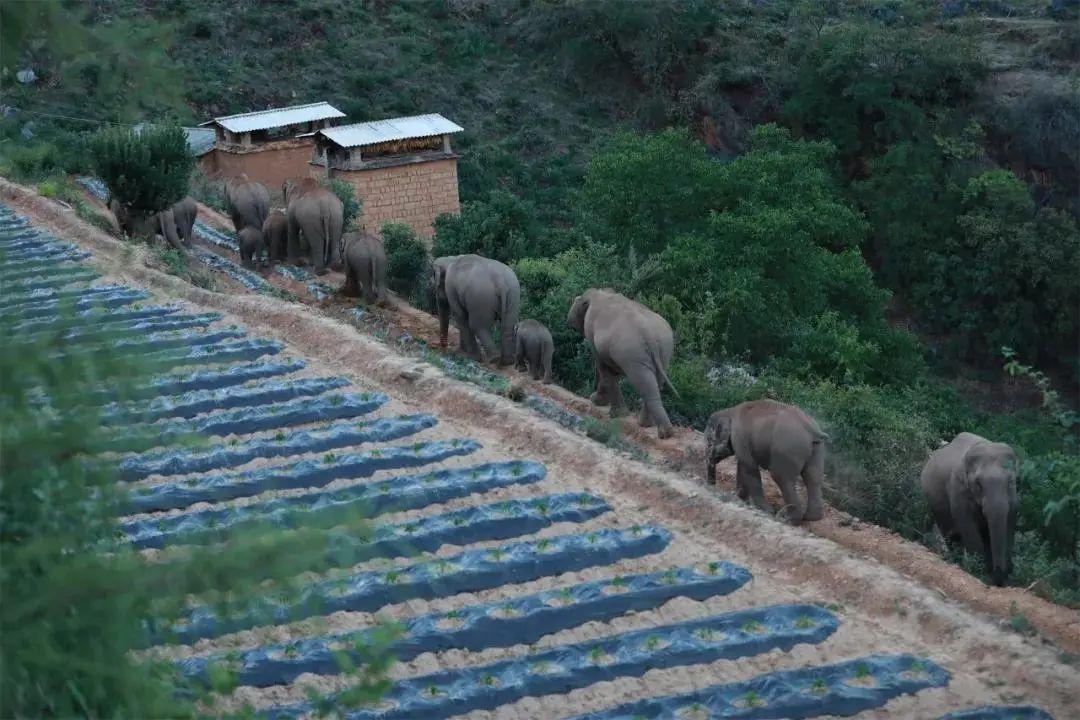 云南野象群将被劝返,云南野象群不走了