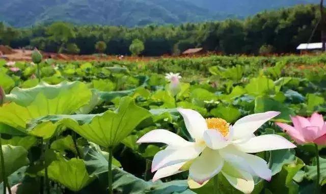 全国十大最佳赏荷好去处,沈阳赏荷花攻略