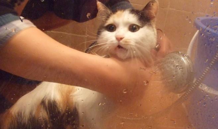 猫咪用了免洗手套洗了要吹干吗,猫咪洗澡不给吹干多久能自己干